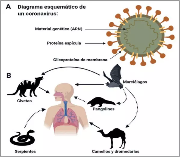 Diagrama coronavirus
