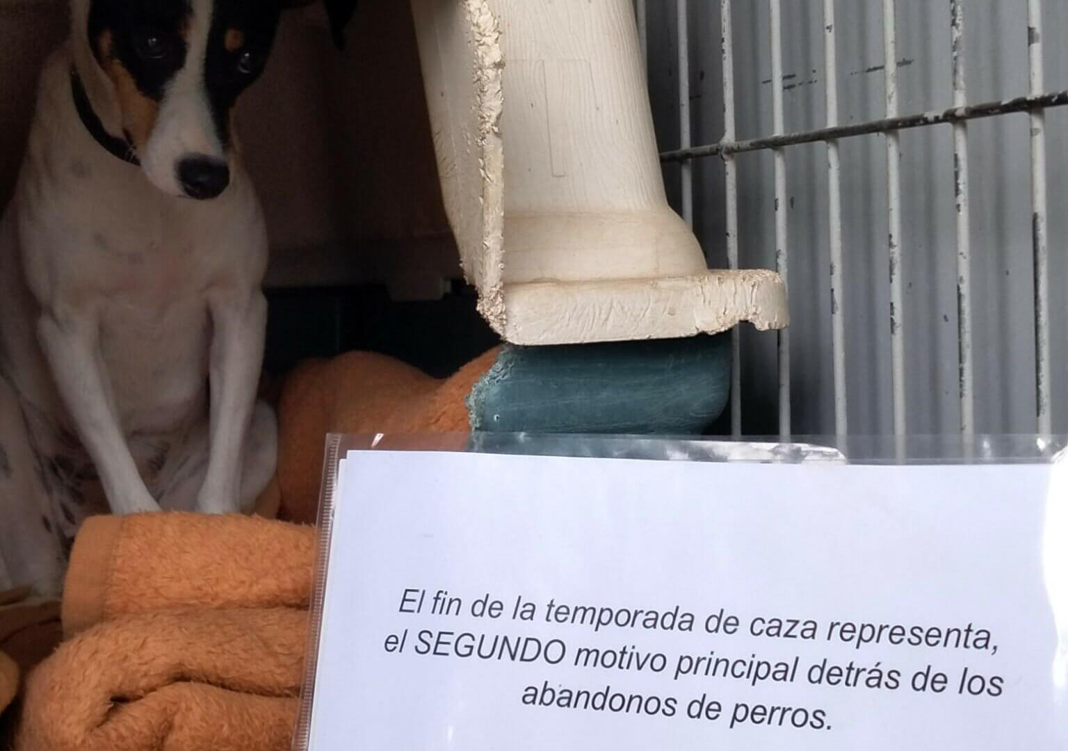 Foto de la protectora de Animales de Barcelona bajo el lema del hashtag de #mismosperrosmismaley