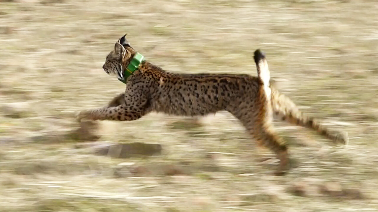 Castilla La-Mancha reivindica su derecho a la protección de la biodiversidad: Ciudad Real es tierra de linces, no de minería de tierras raras