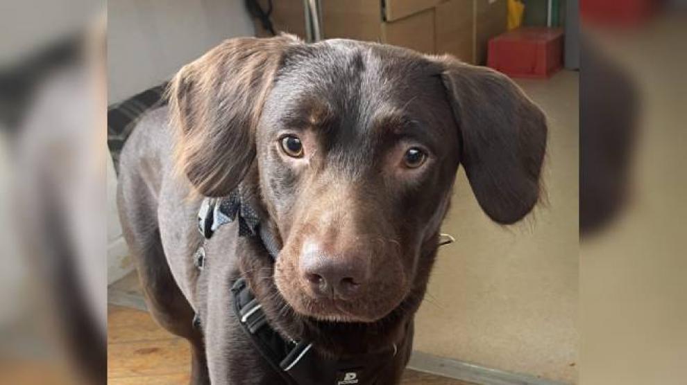 Coco, el primer perro adicto al alcohol, es rescatado por un refugio de animales en estado precario