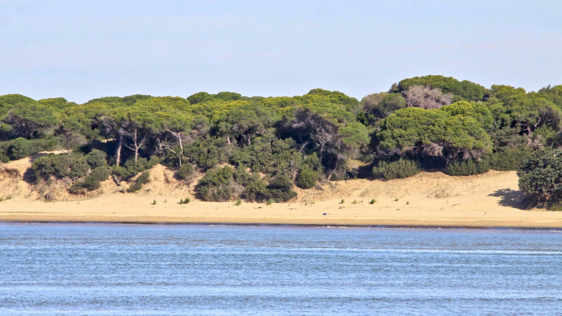 ¿Por qué es tan importante Doñana?: 5 razones para protejerla y las 5 mentiras del PP