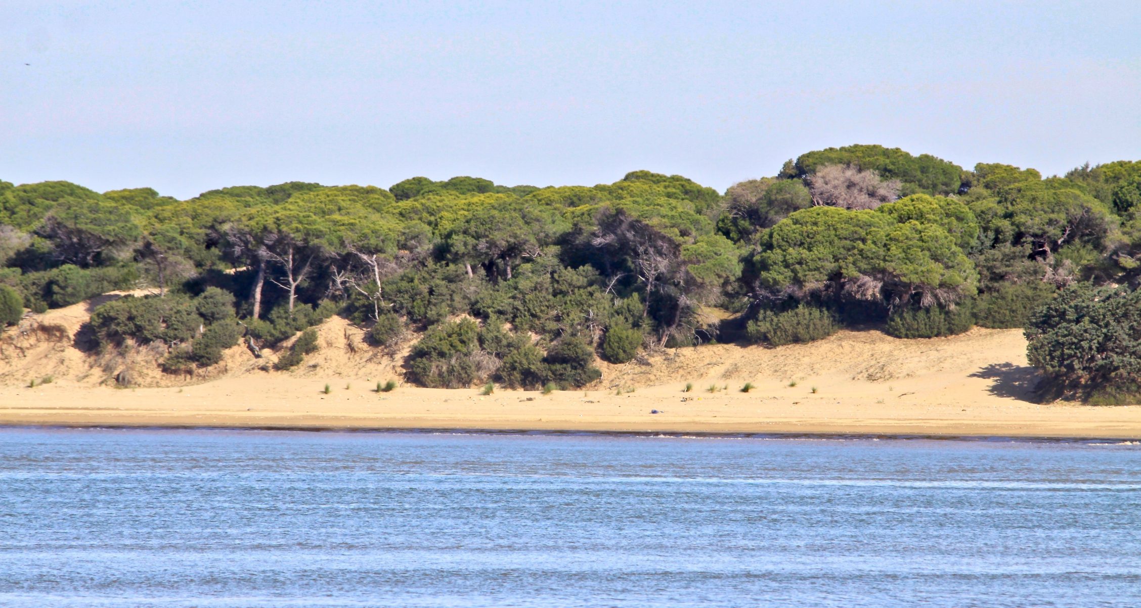 ¿Por qué es tan importante Doñana?: 5 razones para protejerla y las 5 mentiras del PP