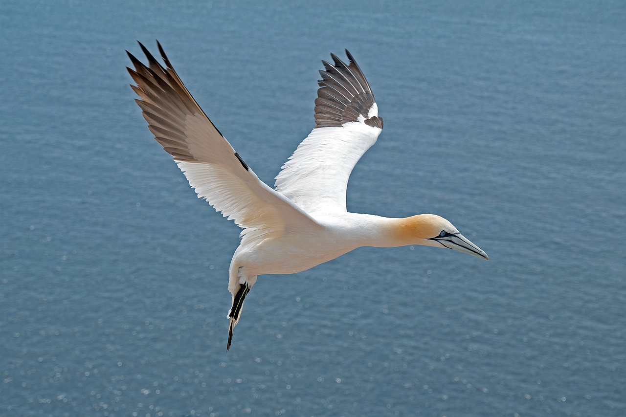 El proyecto del parque eólico marino Breogán acumula críticas por su impacto negativo sobre las aves migratorias y numerosas especies clave a nivel de conservación