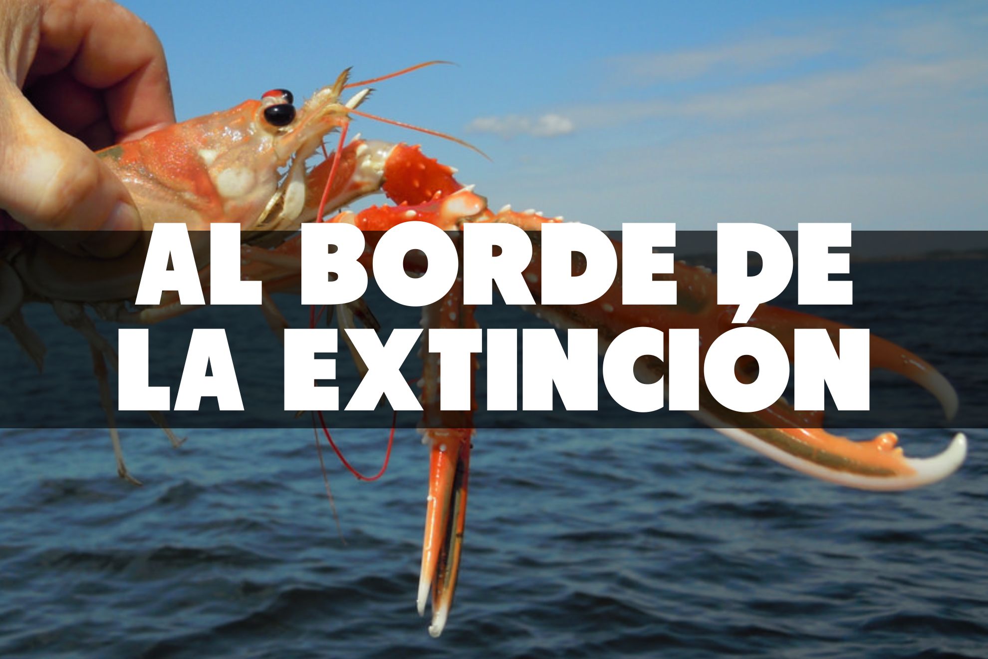La cigala, cerca de extinguirse en Galicia tras años de sobrepesca permitida por la Xunta