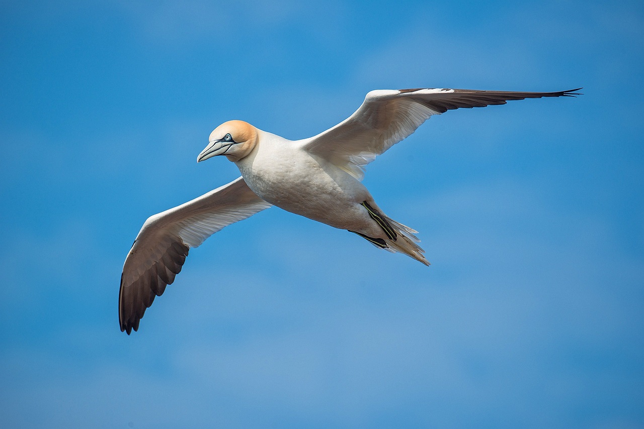 La instalación del parque eólico marino Breogán es incompatible con la protección del principal corredor migratorio de avifauna de Europa