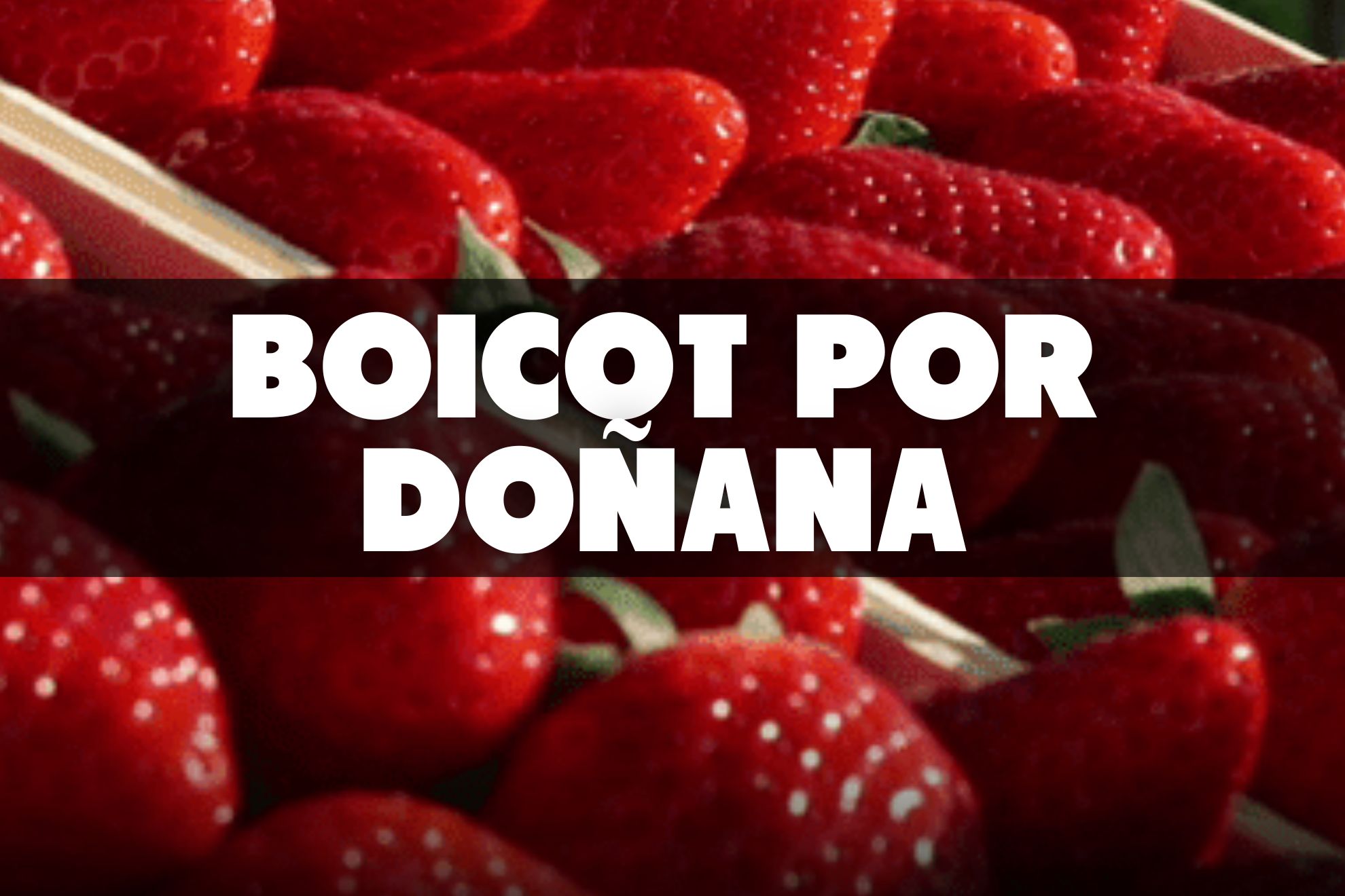 Un llamado a la acción: boicot en Alemania a la fresa de Huelva para presionar al PP para que no acaben con Doñana