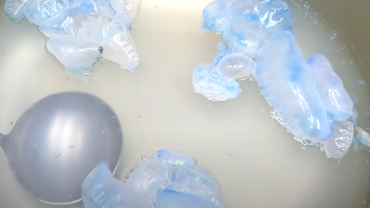 El vídeo de un 'youtuber' consumiendo medusas potencialmente mortales genera numerosas críticas