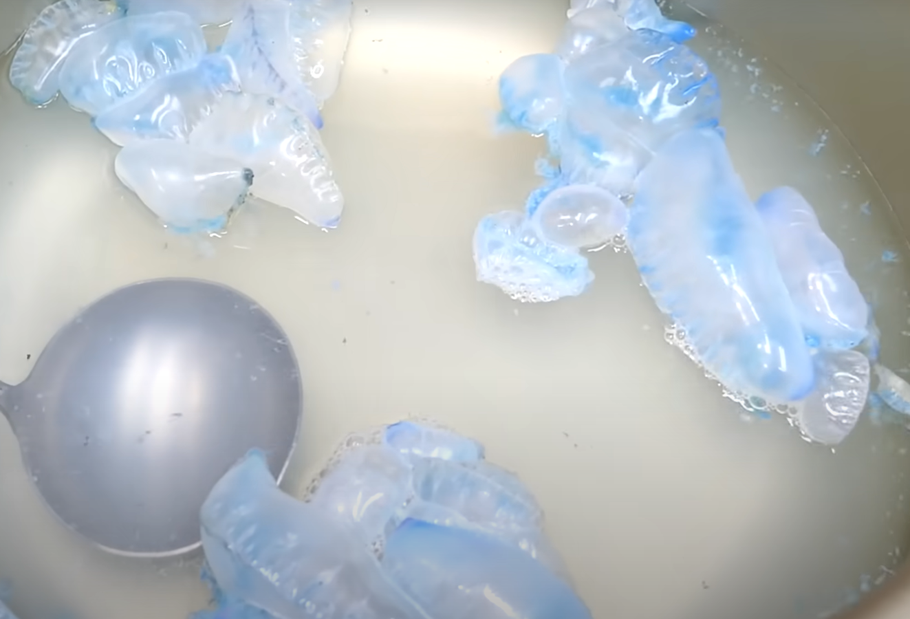 El vídeo de un 'youtuber' consumiendo medusas potencialmente mortales genera numerosas críticas