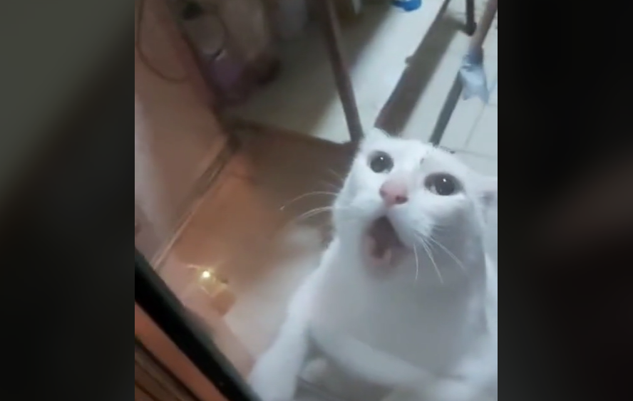 Vídeo | La hilarante inversión de roles: un gato aterrado por un ratón se vuelve viral