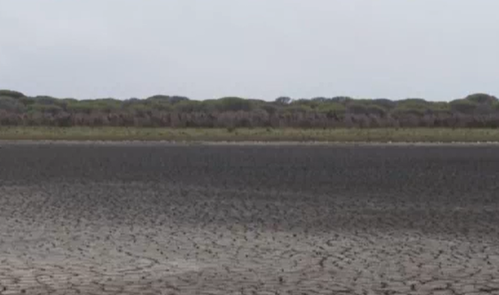 Alarmante sequía en Doñana: la laguna principal del parque se seca de nuevo este verano