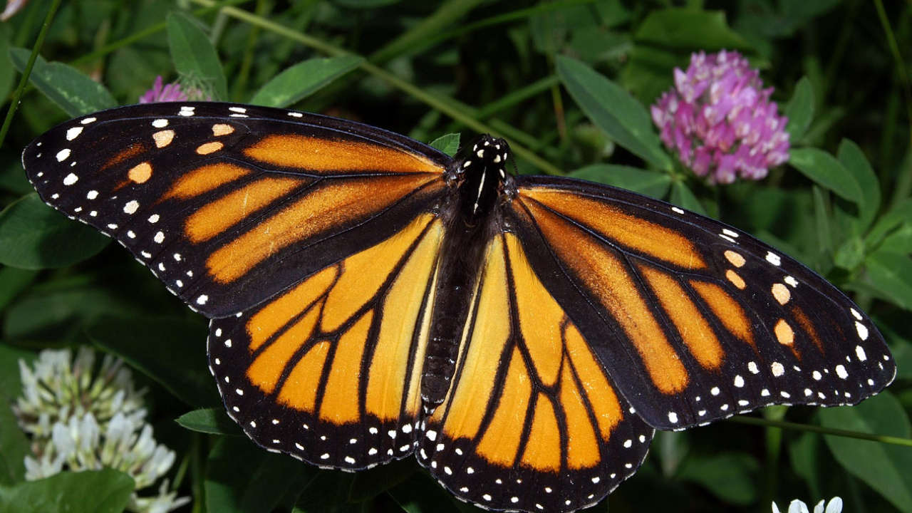 Las mariposas monarca: nuevas residentes en España debido al cambio climático