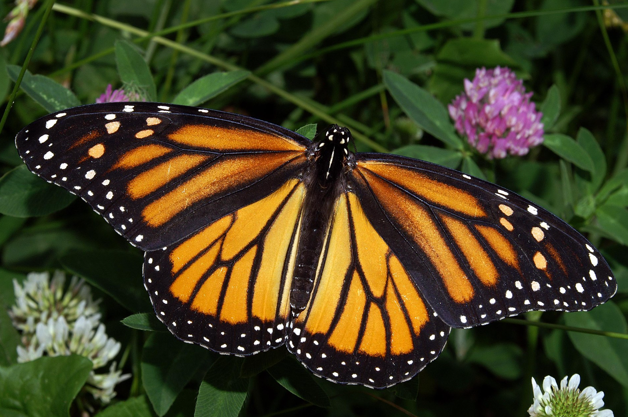 Las mariposas monarca: nuevas residentes en España debido al cambio climático