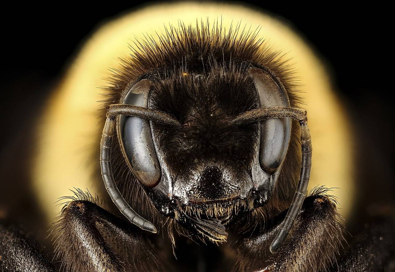 Pesticidas, cambio climático, agricultura intensiva: el último vuelo del abejorro en Europa