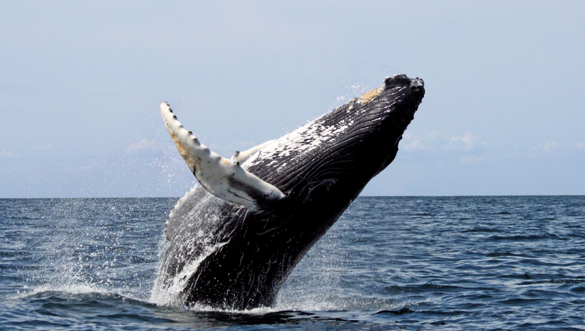 Un gran paso atrás: Islandia vuelve a autorizar la caza de ballenas tras haberla suspendido por “crueldad”