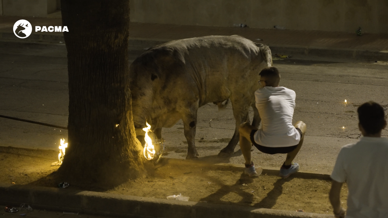 Vídeo | Puzol (Valencia): nuevo caso de maltrato a un toro, de nuevo con menores