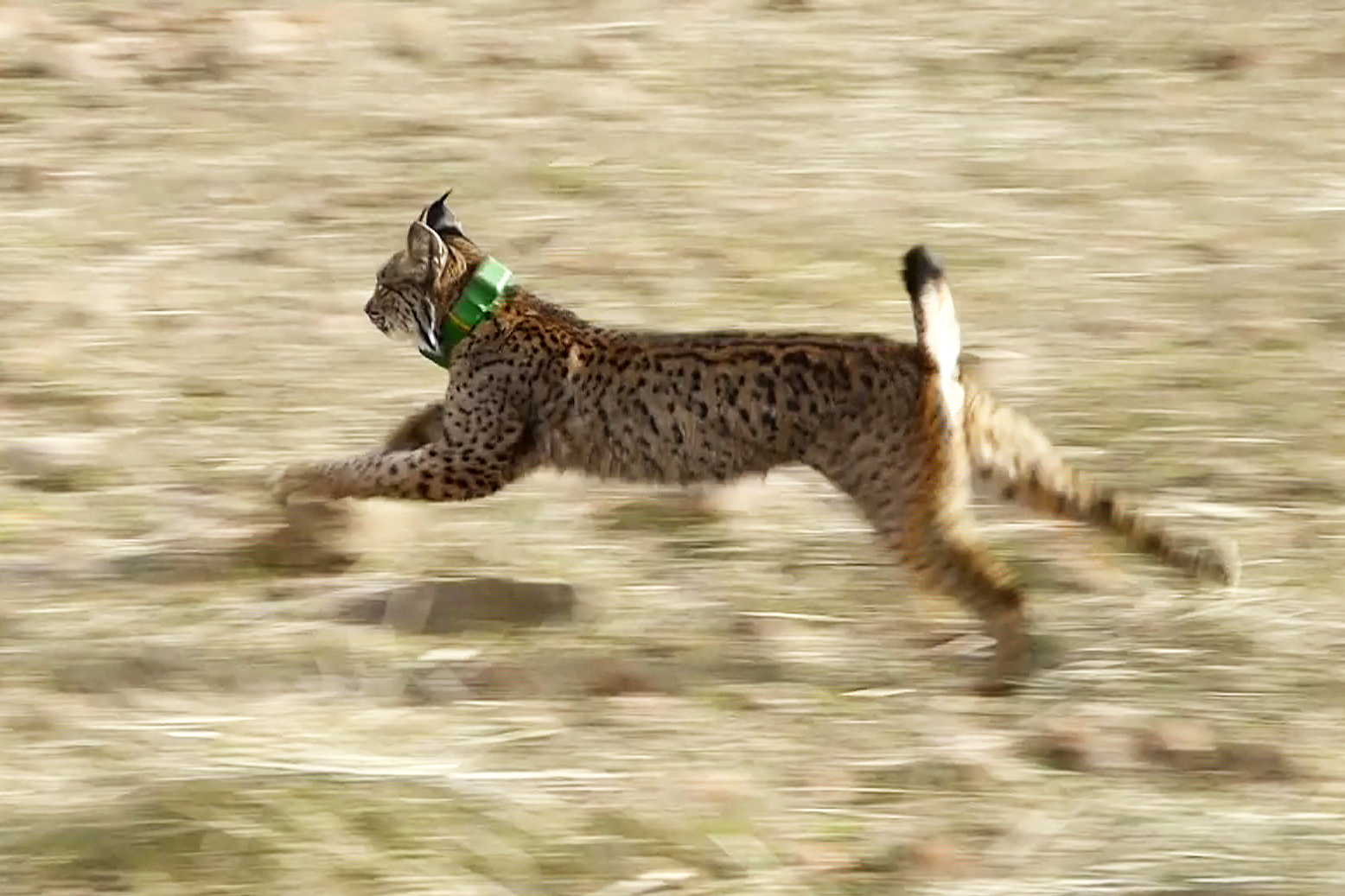 Alerta roja para el lince ibérico: una crisis que desborda los registros